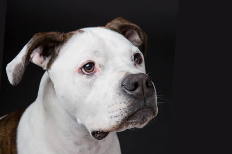 Are American Bulldogs Good Family Dogs?