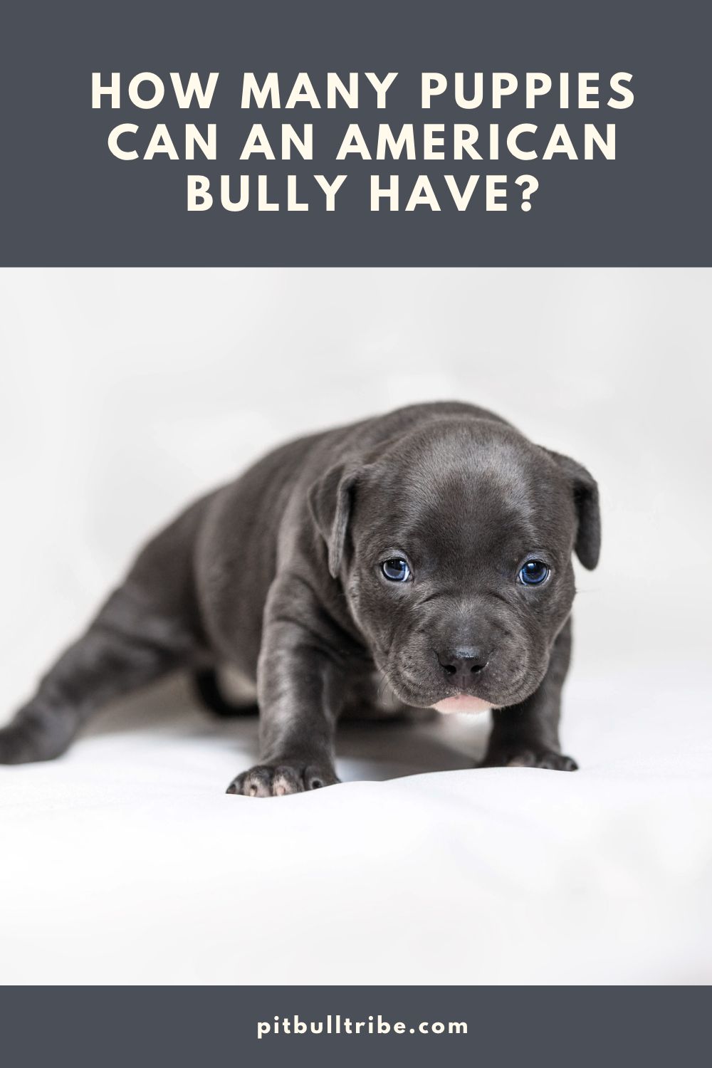 How Many Puppies Can An American Bully Have? - PitBullTribe.com