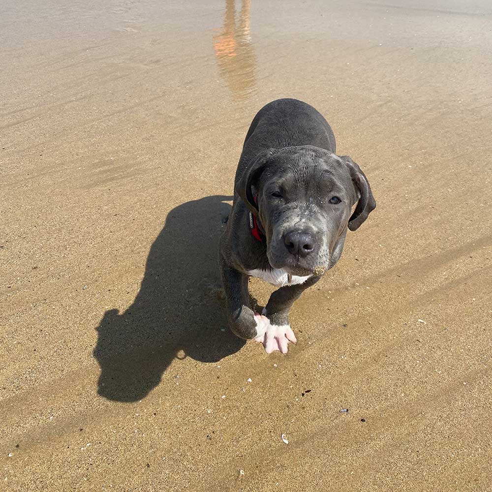 american bully puppy at the beach
