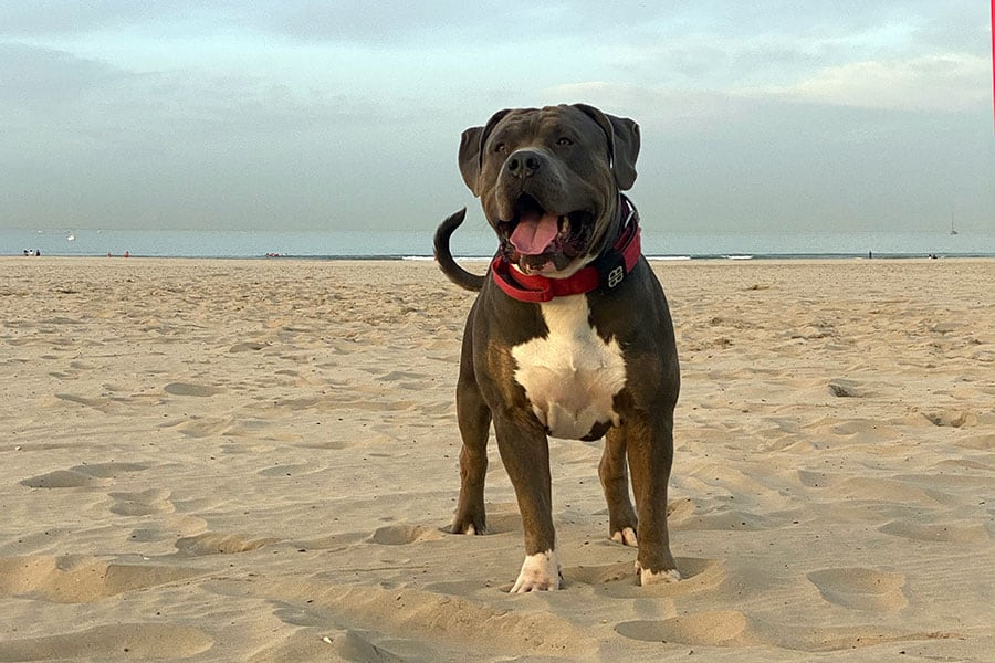 oso xl bully at the beach