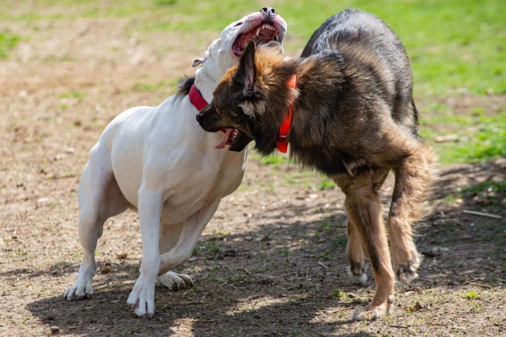 pitbull  attacks dog