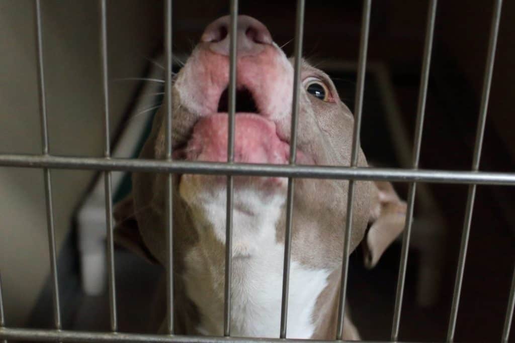 pitbull barking in a crate