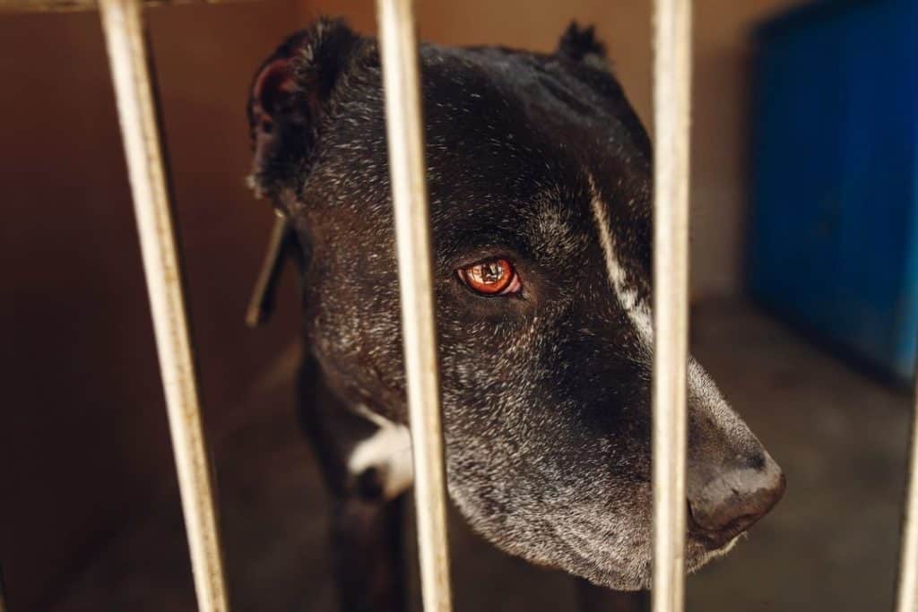 pitbull type dog in a shelter