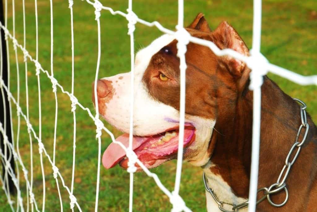 pitbull looking from a fence
