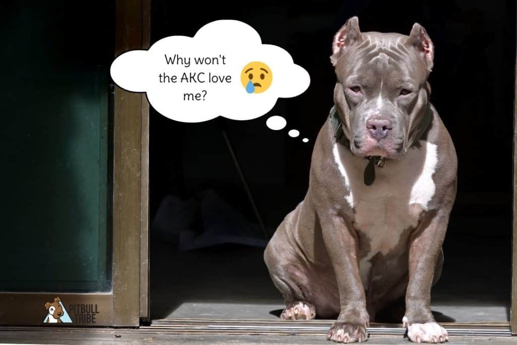 pitbull not recognized by the american kennel club