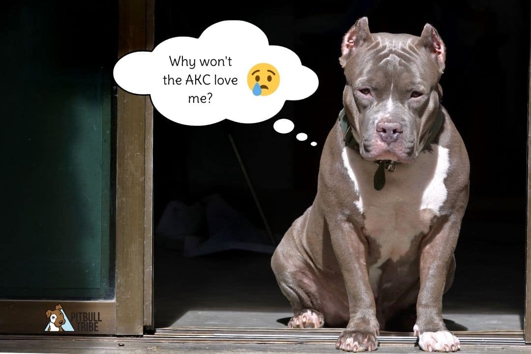 Why Pitbulls Are Not Recognized by the AKC? 