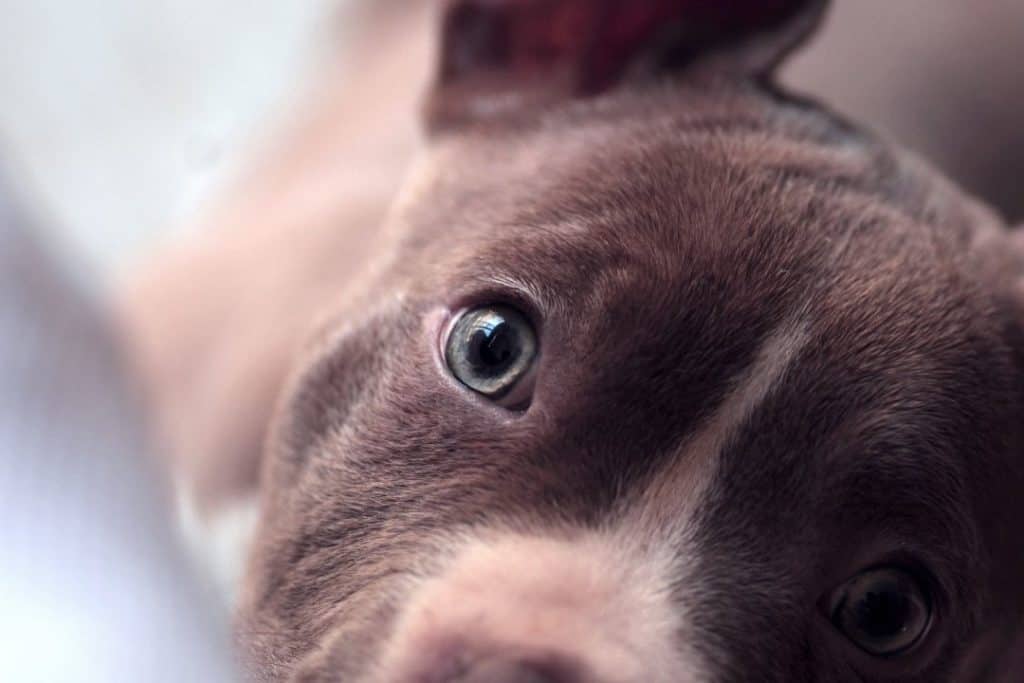 closeup on a pitbull's fur