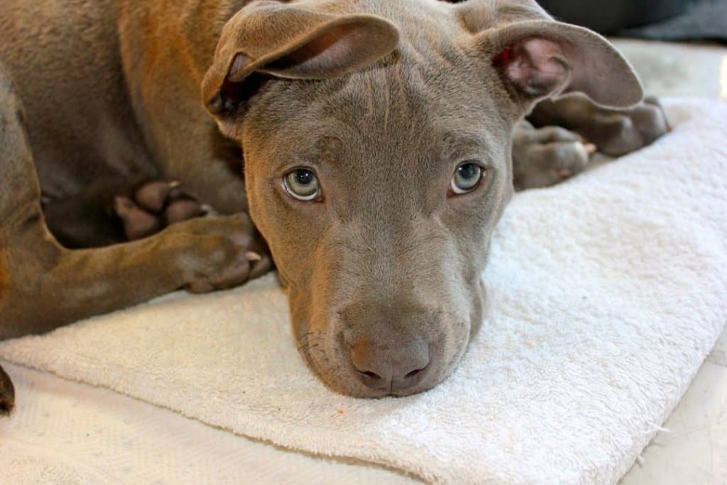 pitbull puppy sad face