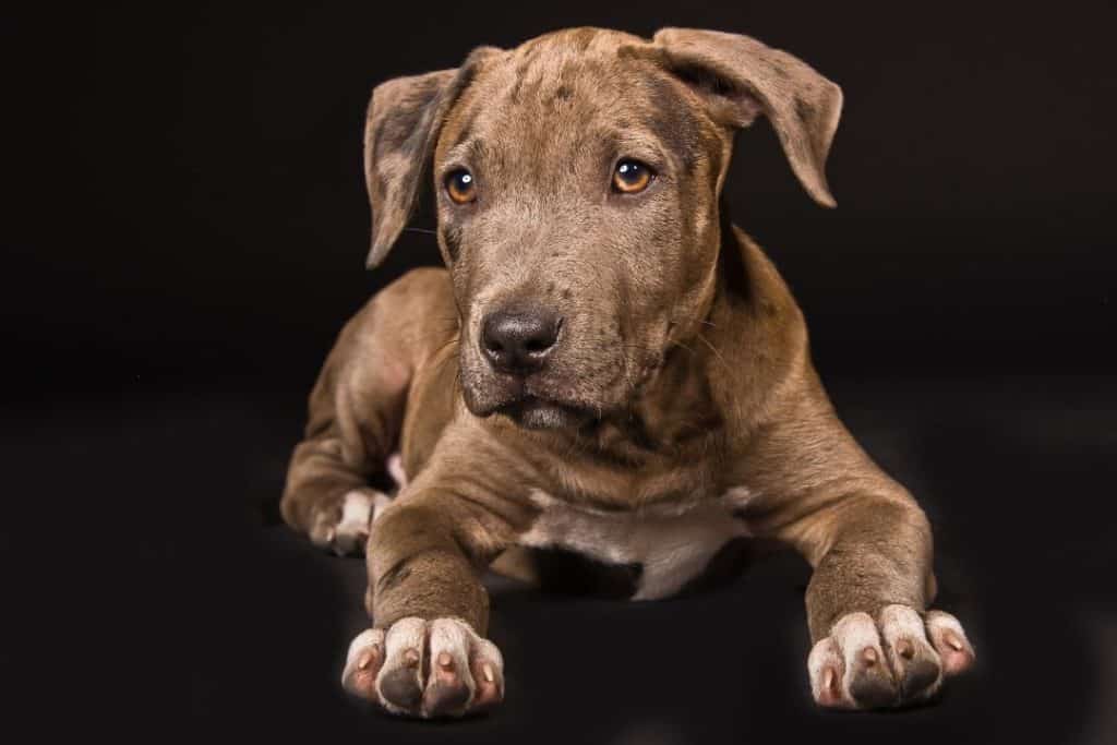 pitbull puppy showing its paws