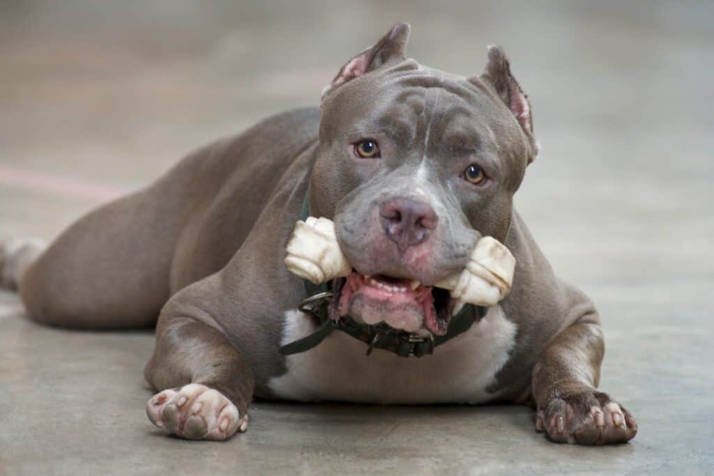 pitbull with a bone