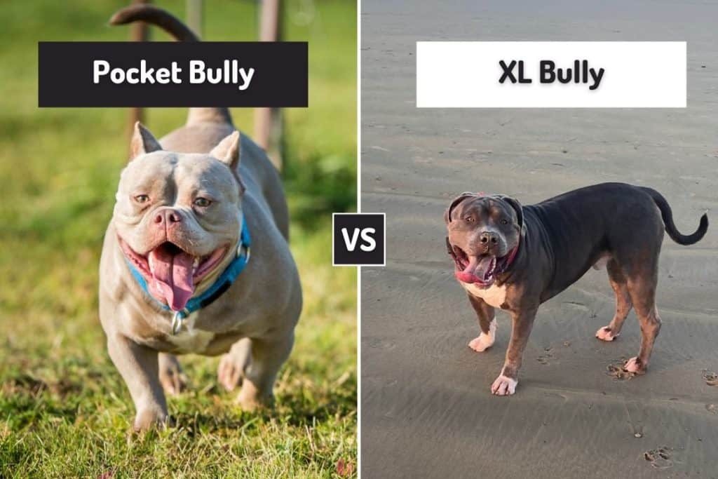 pocket bully vs american bully