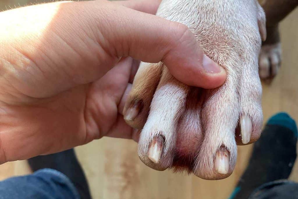 american bully with webbed feet