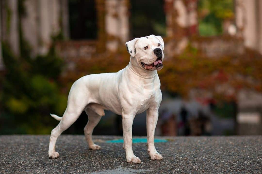Can American Bulldogs Be Attached to Their Owner? - PitBullTribe.com