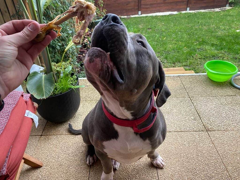 oso xl bully and his chicken bone