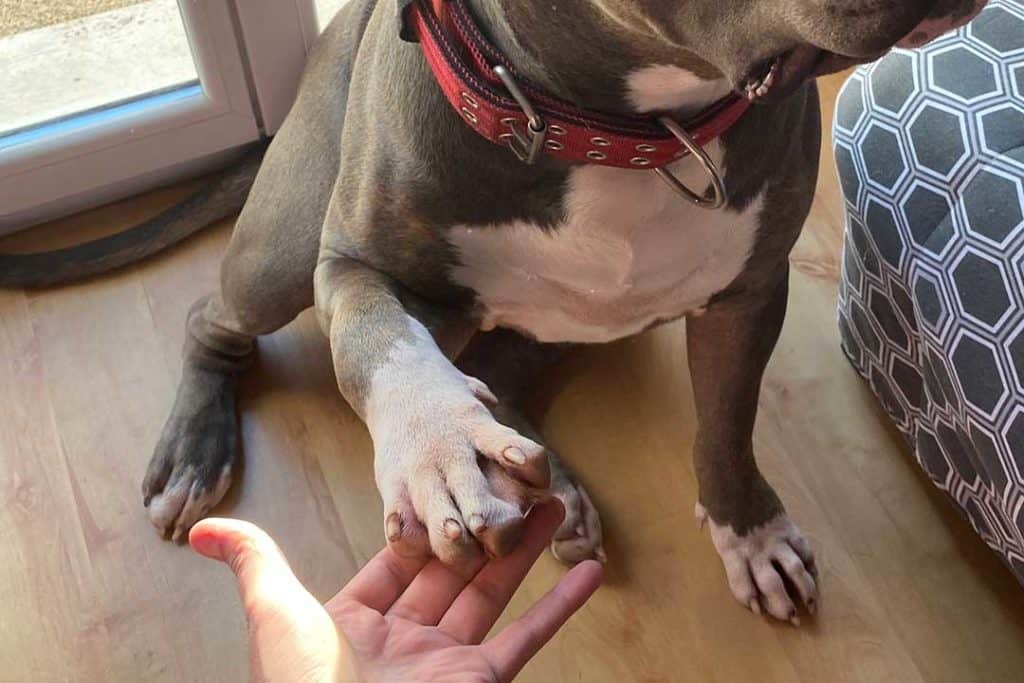 Dogs With Webbed Feet Pitbull
