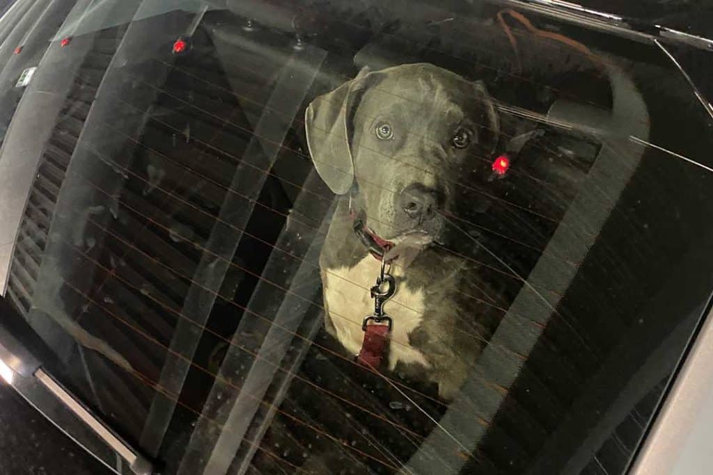 young bully pup in a car
