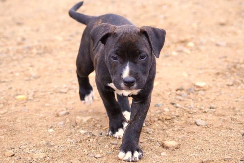 young pitbull pup